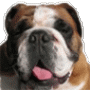 Benutzerbild von BullDog-Spike