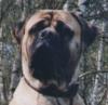 Benutzerbild von doggy_angel