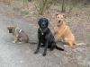 Benutzerbild von Vanessadog