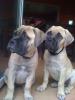 Benutzerbild von Bullmastiff George