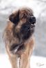 Benutzerbild von Ursus canis